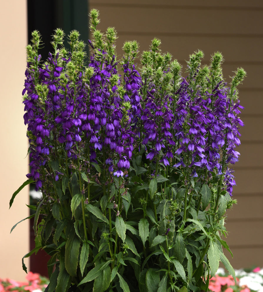 3 kpl Tarhalobelia ’Starship Blue'
