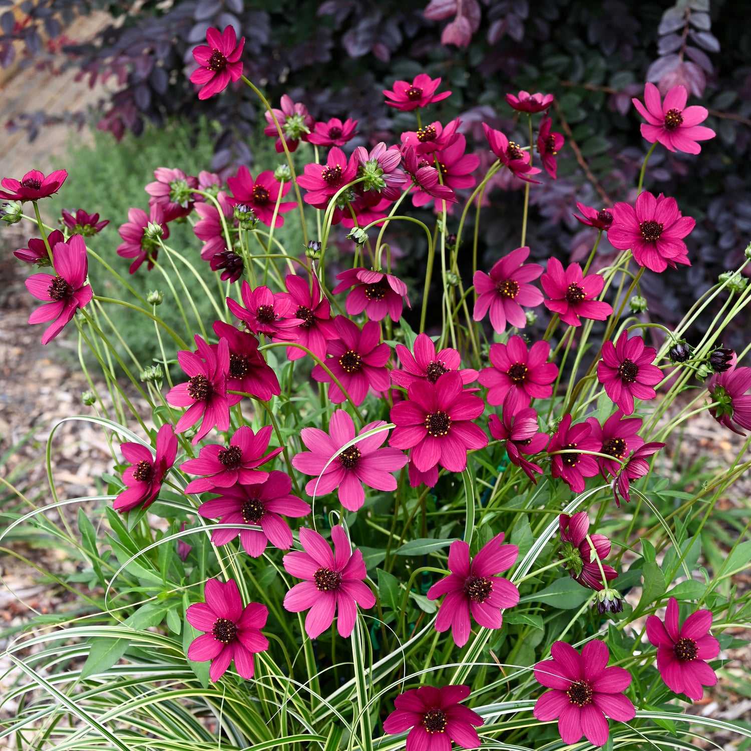 Suklaakosmos 'Cherry Chocolate' 4 kpl