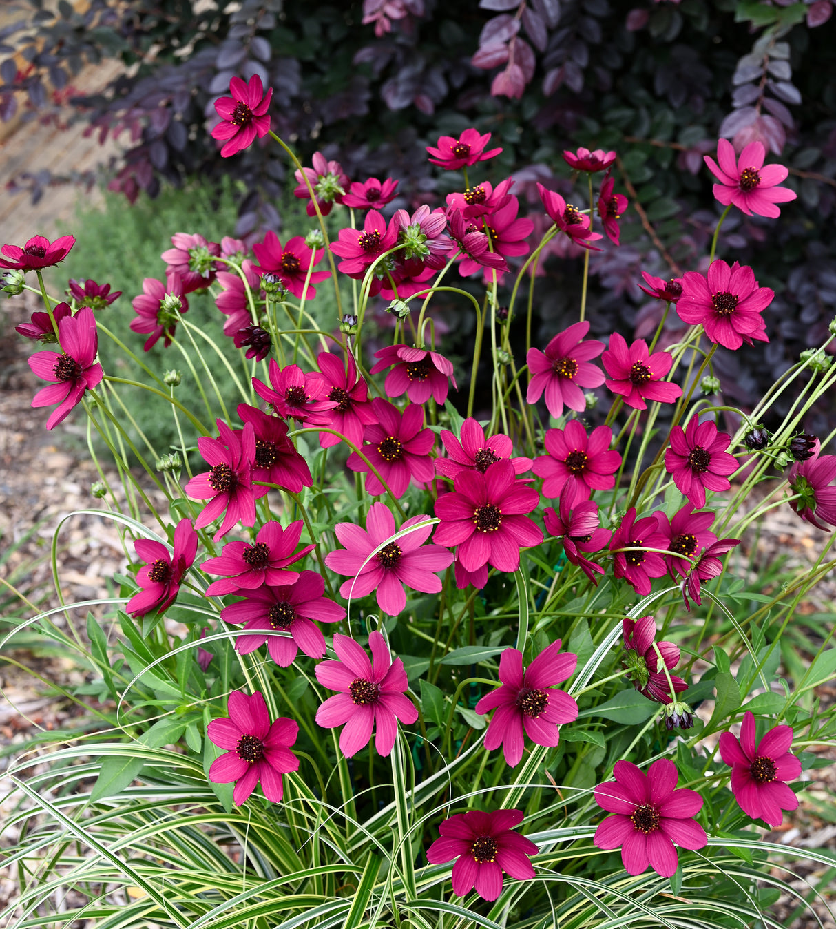 Suklaakosmos 'Cherry Chocolate' 4 kpl