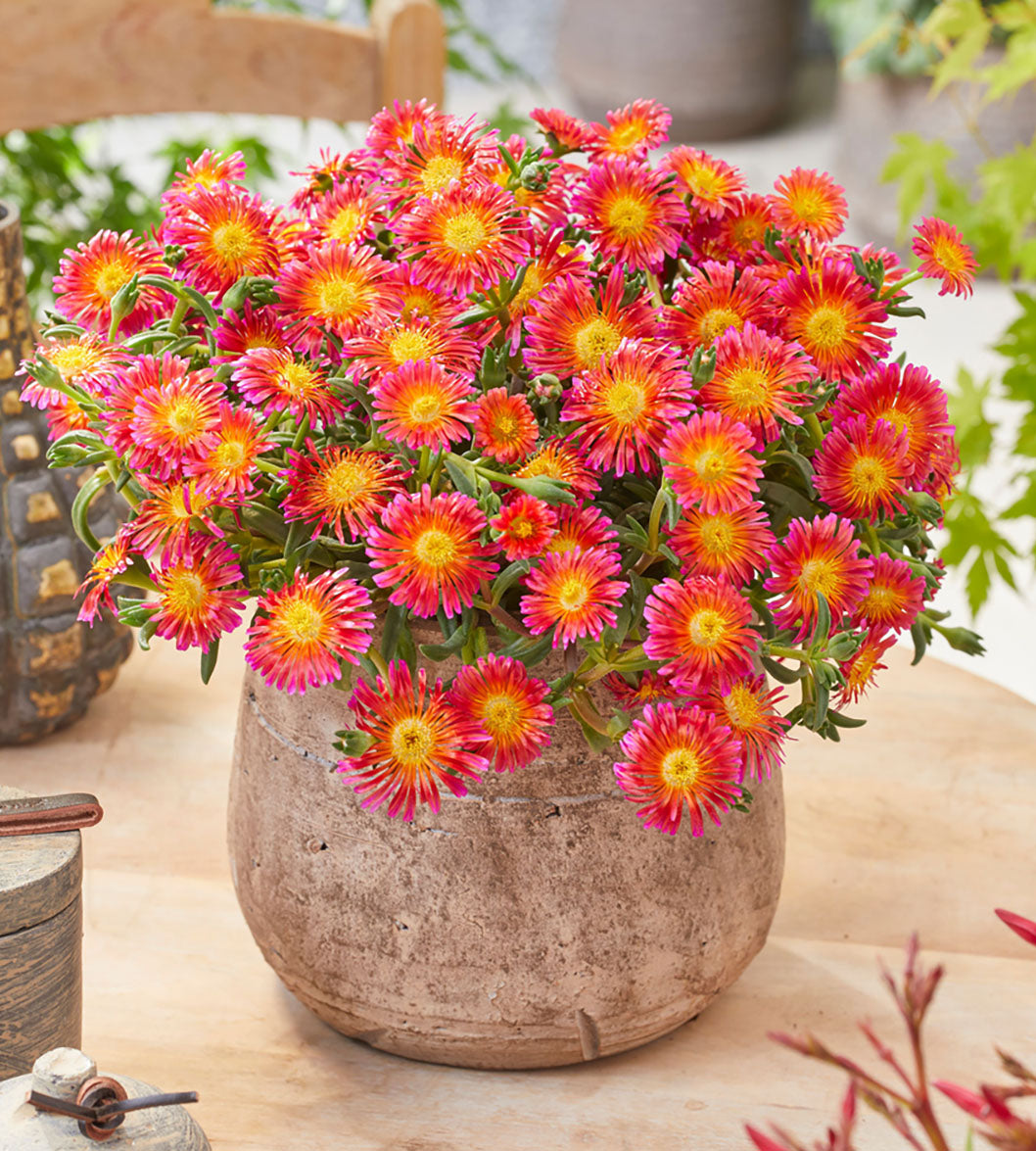 4 kpl Piikkipäivikki ’Orange Glow'