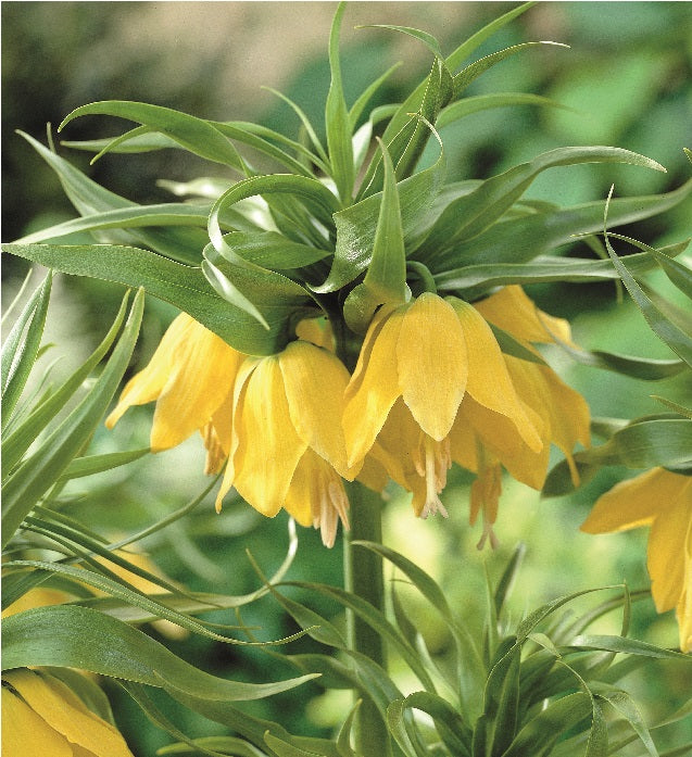 1 kpl Keisarinpikarililja 'Lutea'