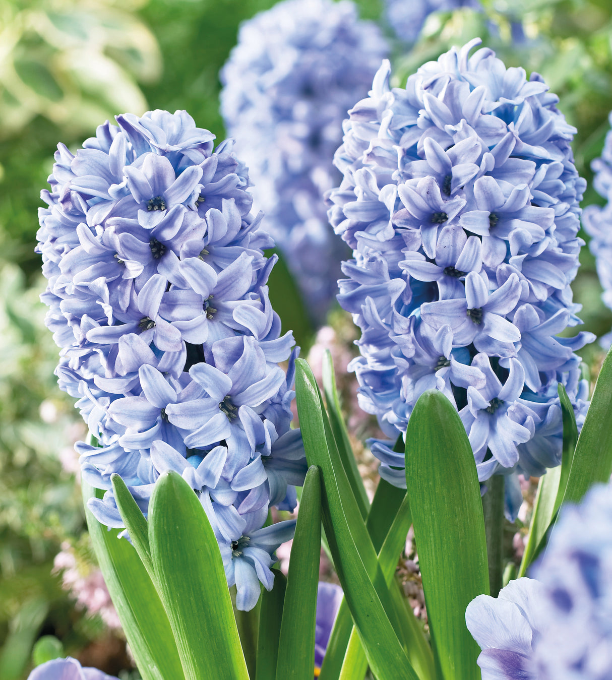 5 kpl Hyasintti ’Delft Blue’