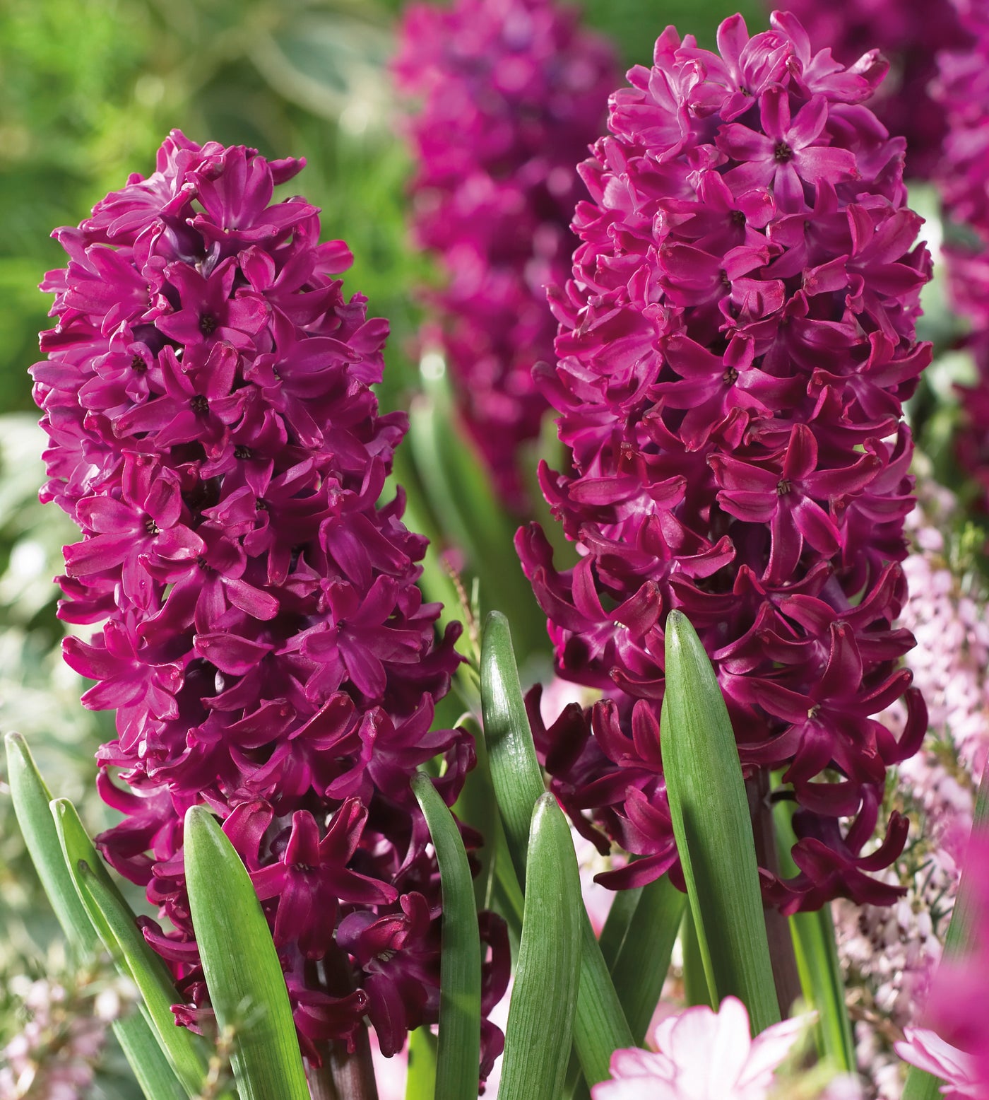 15 kpl Hyasintti ’Woodstock’