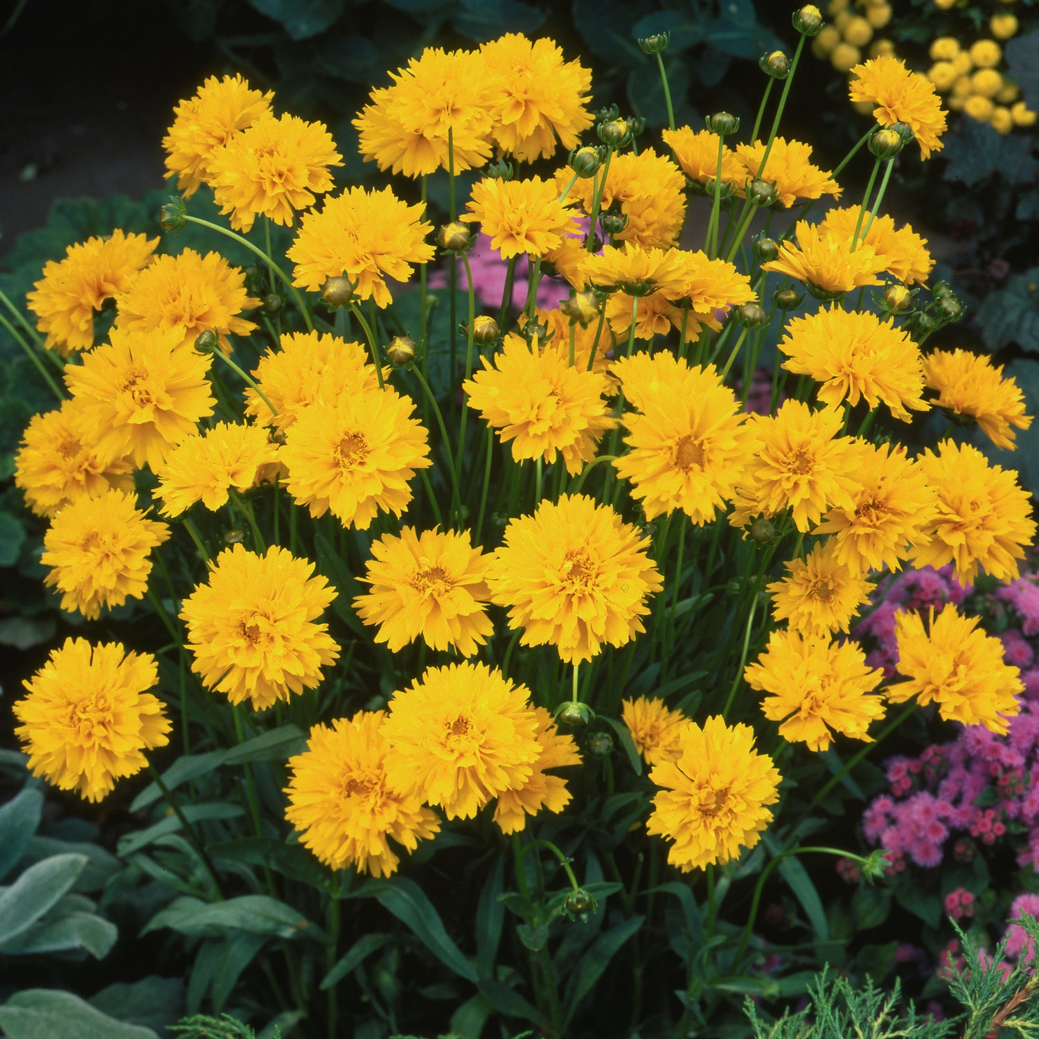 3 kpl Isokaunosilmä 'Yellow Double'