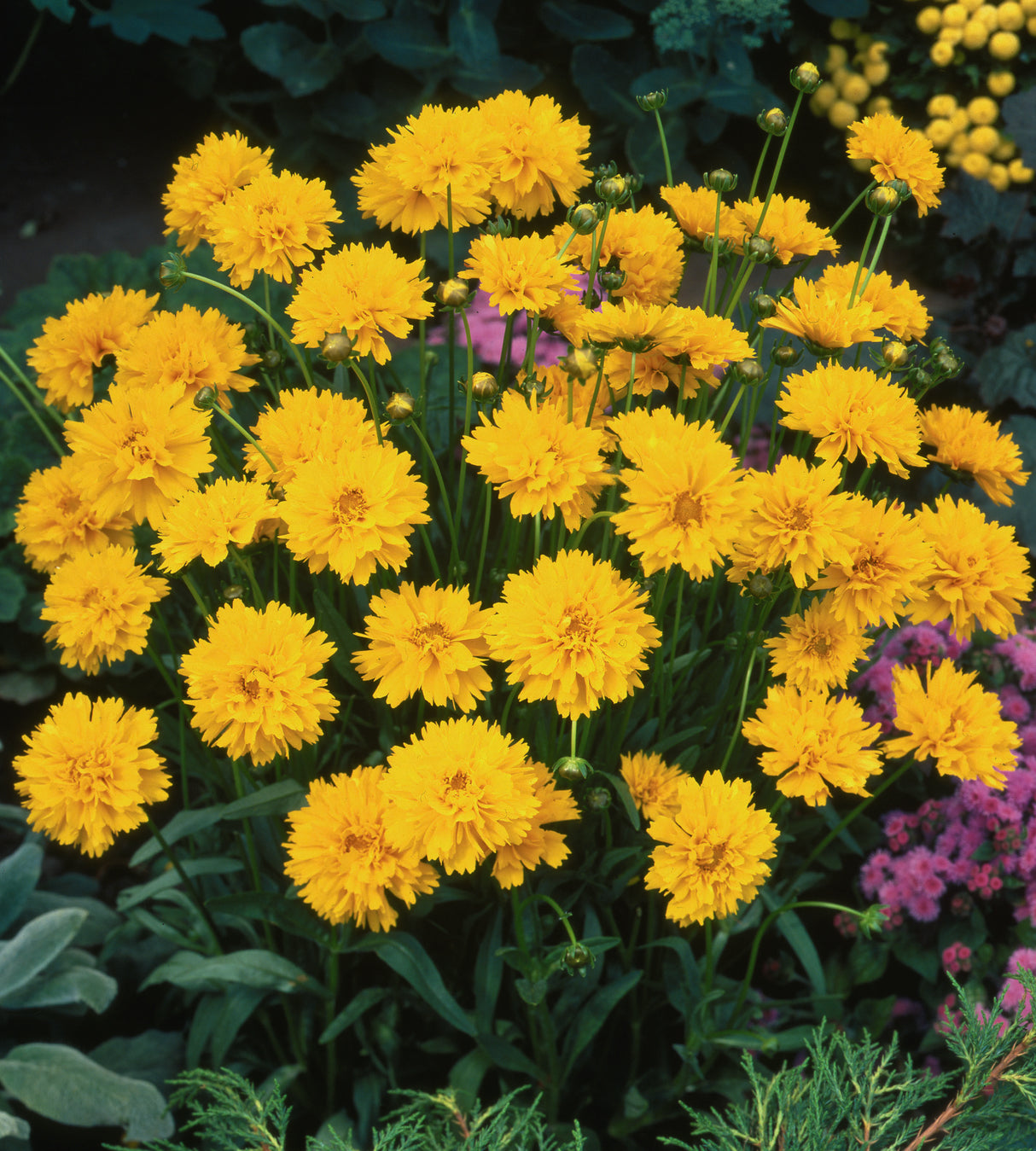 3 kpl Isokaunosilmä 'Yellow Double'