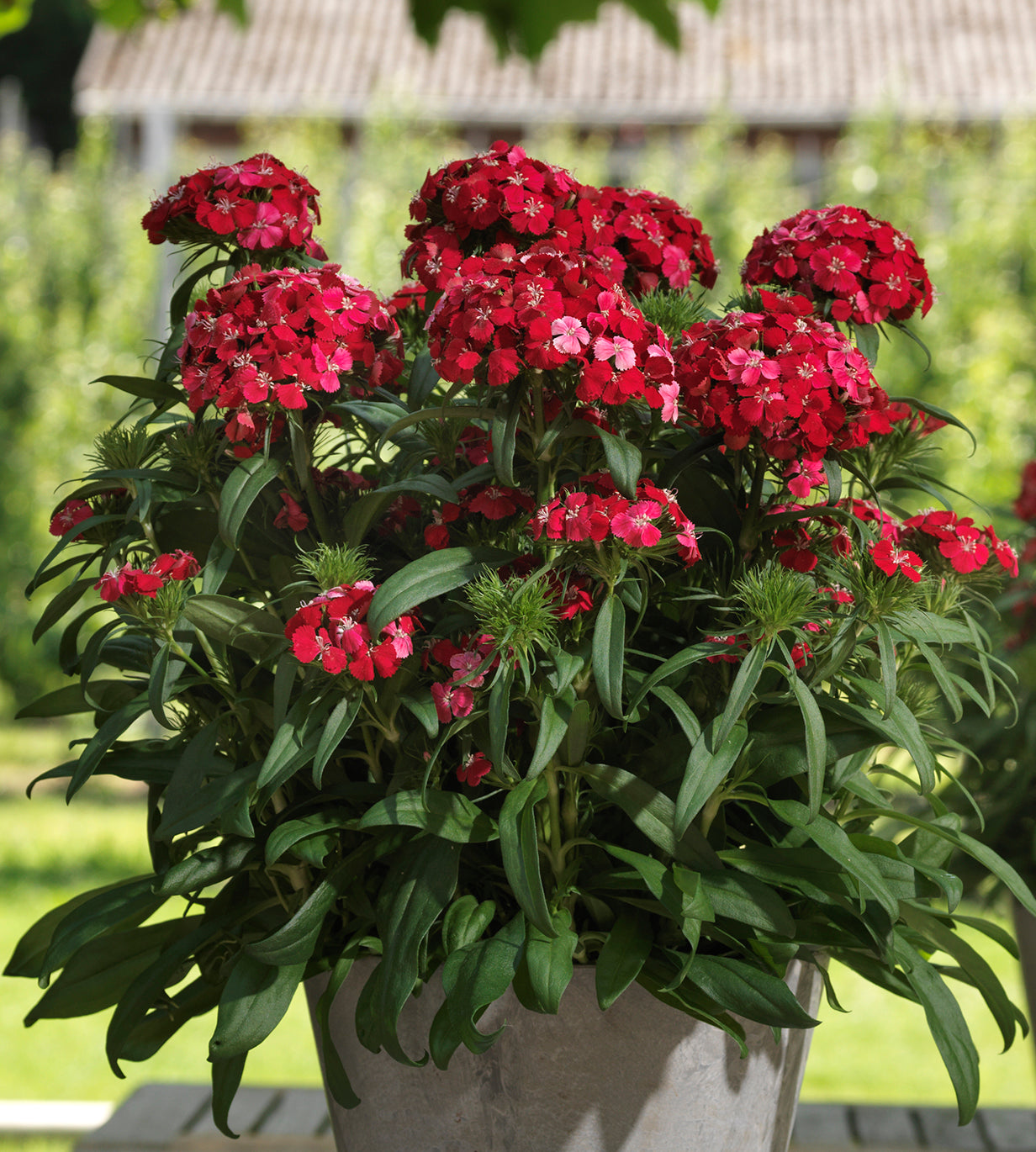 Harjaneilikka 'Dart Scarlet Impr.' 6 kpl