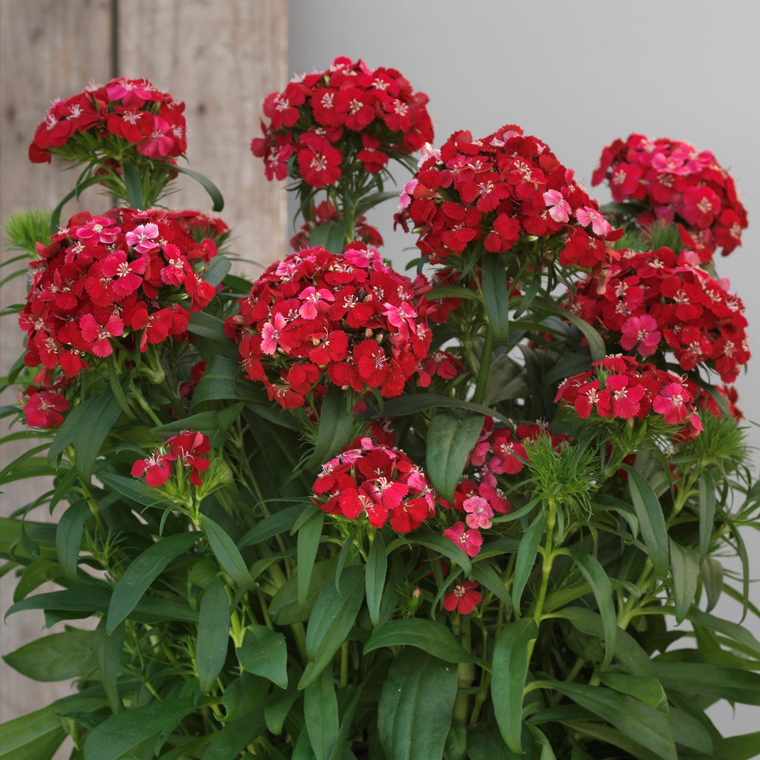 Harjaneilikka 'Dart Scarlet Impr.' 6 kpl