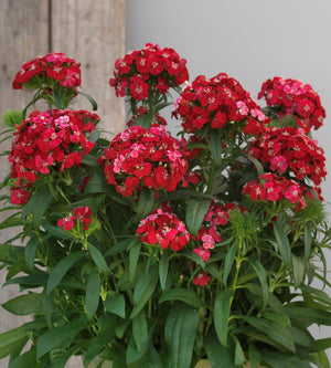 Harjaneilikka 'Dart Scarlet Impr.' 6 kpl