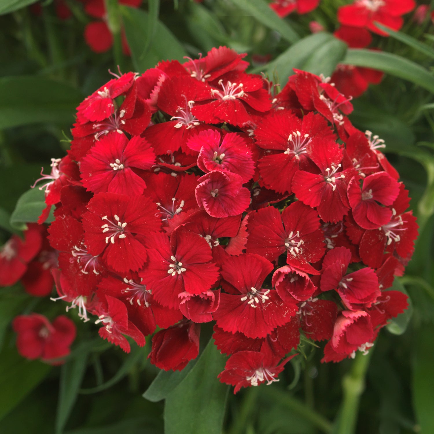 Harjaneilikka 'Dart Scarlet Impr.' 6 kpl