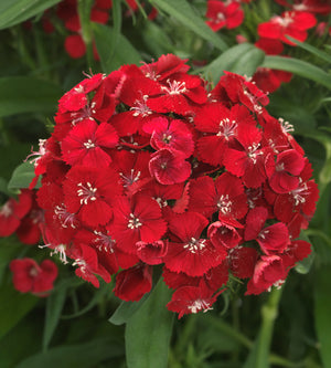Harjaneilikka 'Dart Scarlet Impr.' 6 kpl