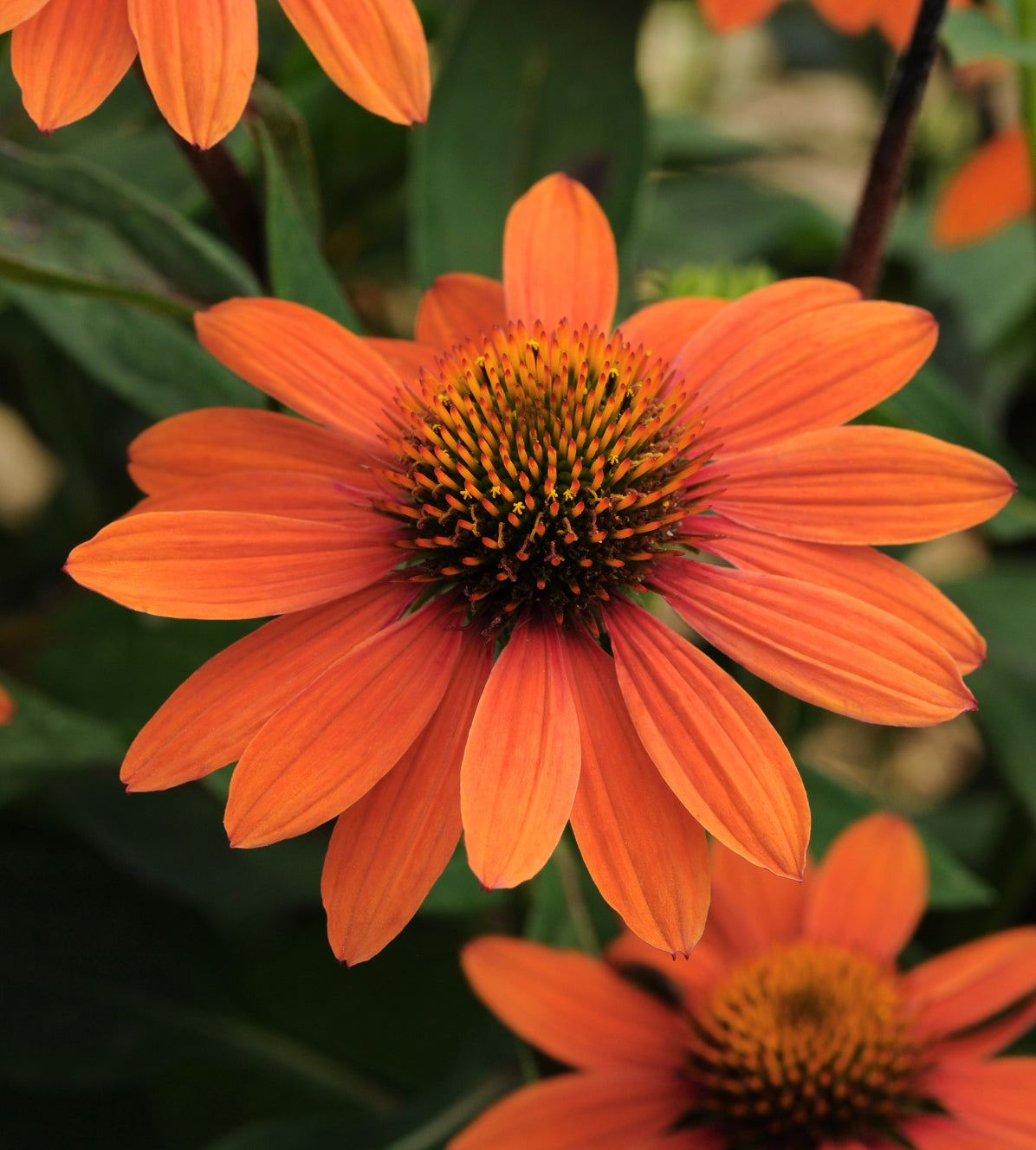 3 kpl Punahattu 'Abode Orange'