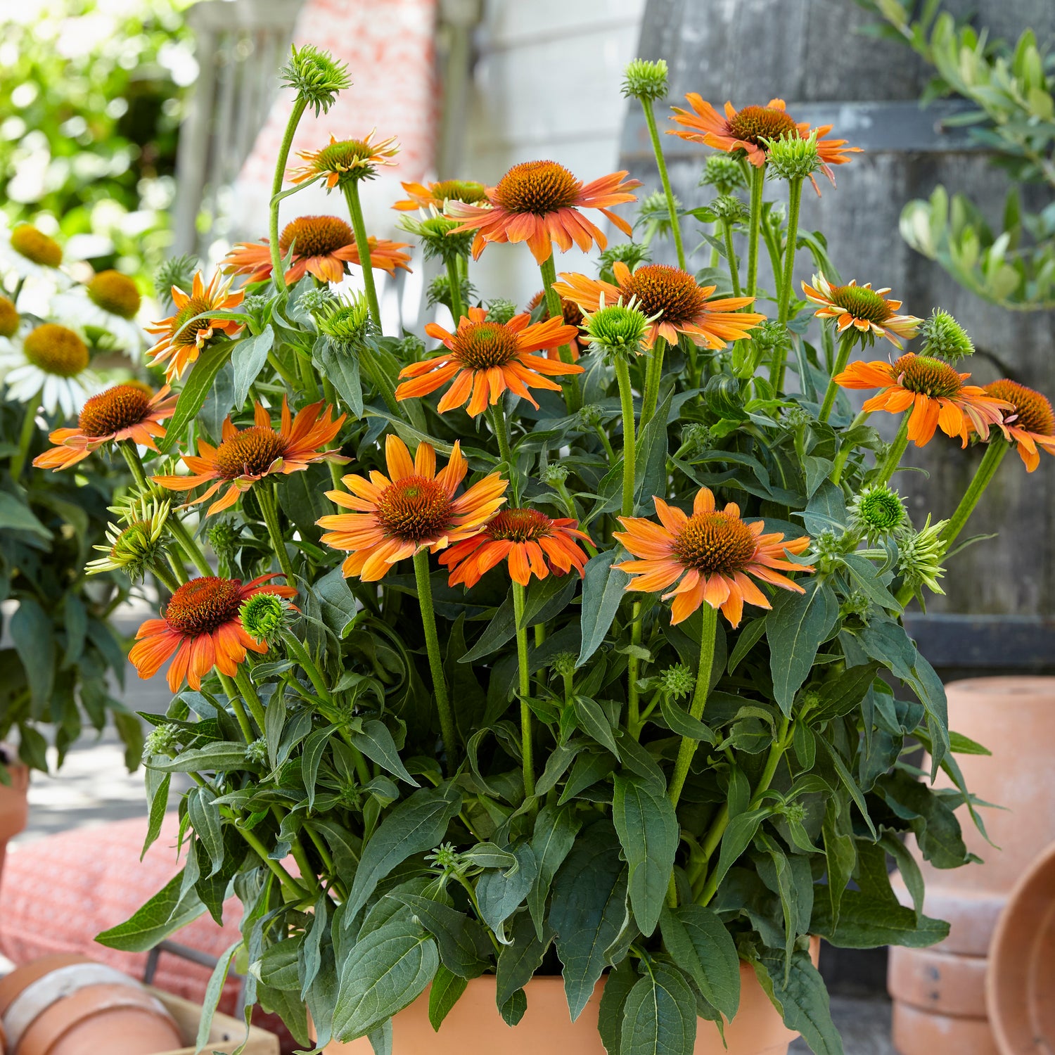 3 kpl Punahattu 'Abode Orange'