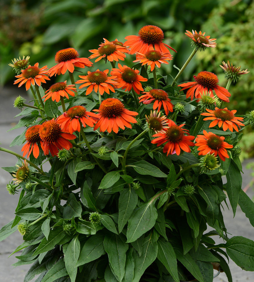 3 kpl Punahattu 'Abode Orange'