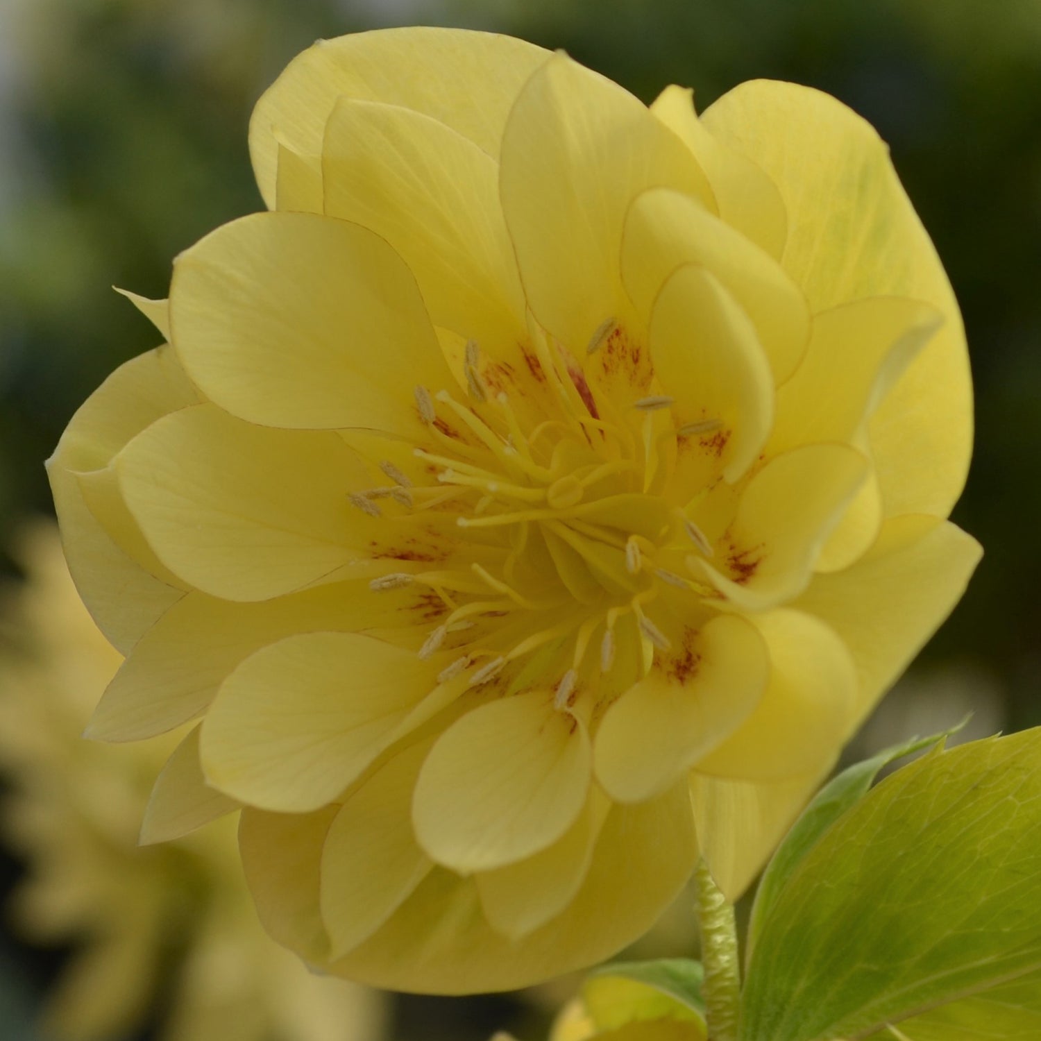 3 kpl Jouluruusu 'Super Yellow'