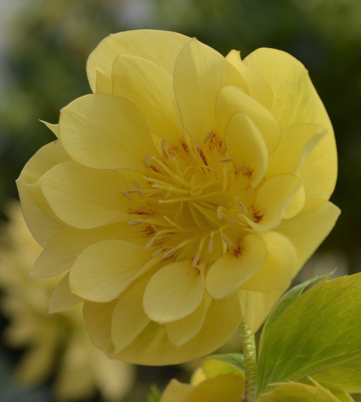 3 kpl Jouluruusu 'Super Yellow'