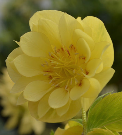 3 kpl Jouluruusu 'Super Yellow'