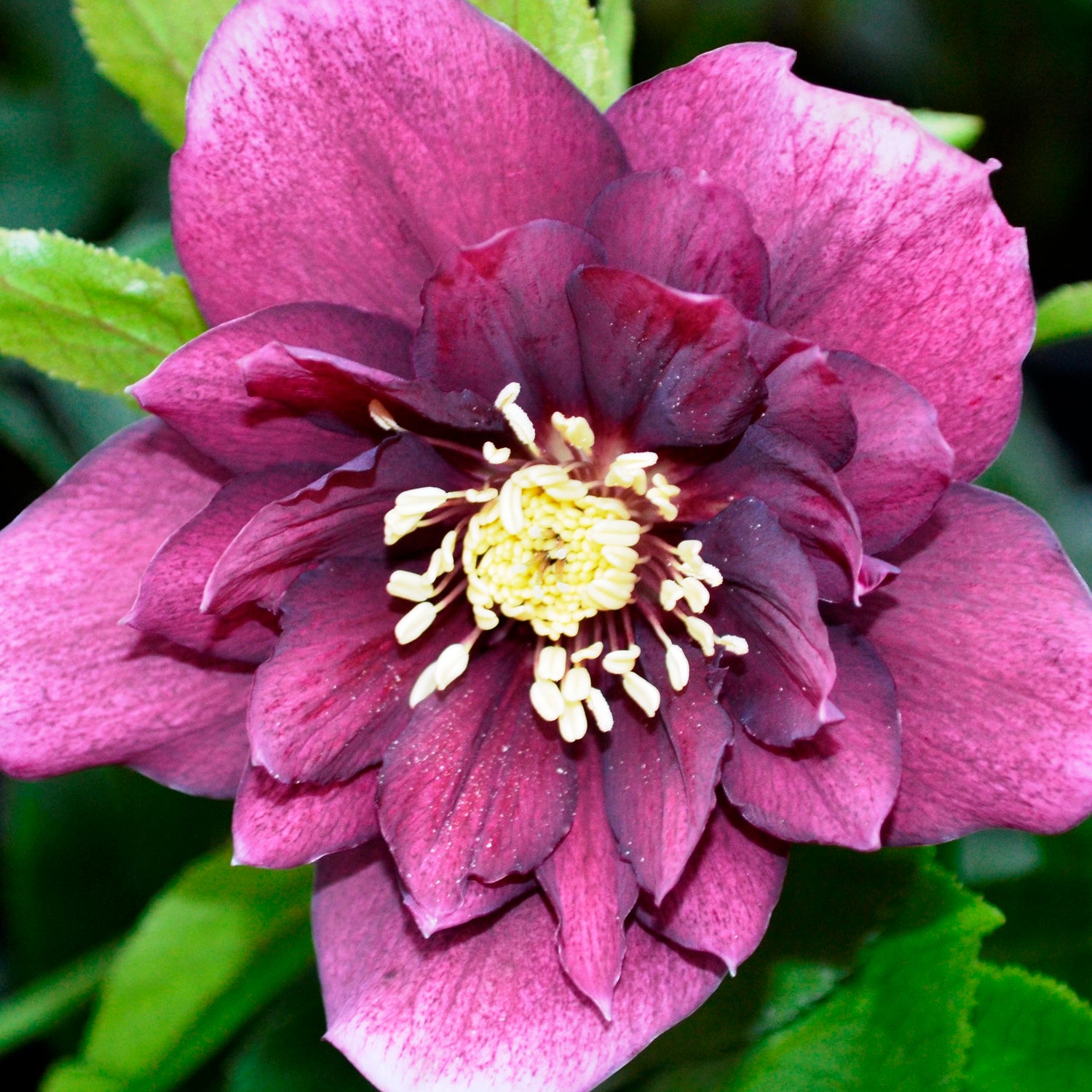 3 kpl Jouluruusu 'Double Red'