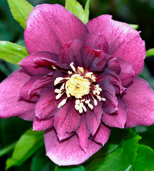 3 kpl Jouluruusu 'Double Red'