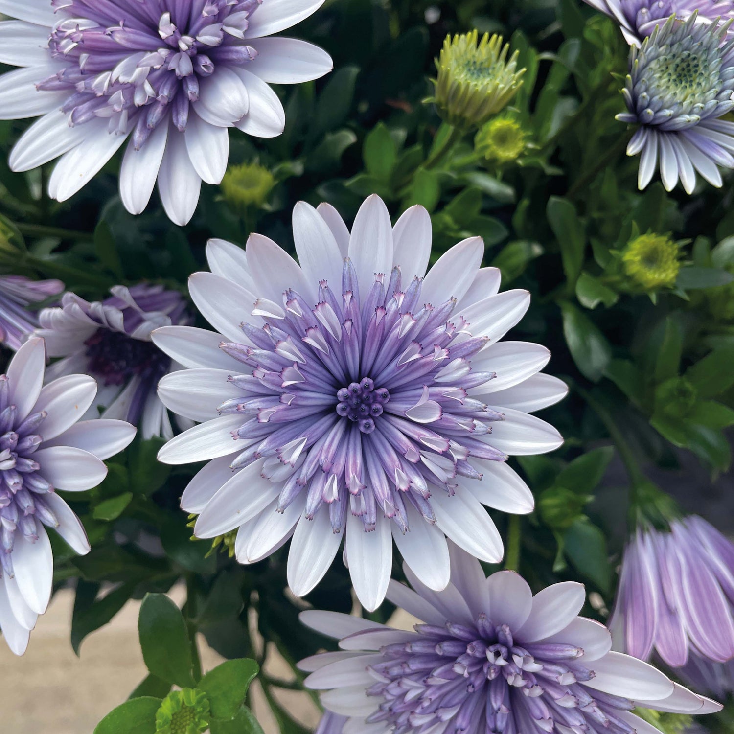 3 kpl Tähtisilmä ’Steel Blue’