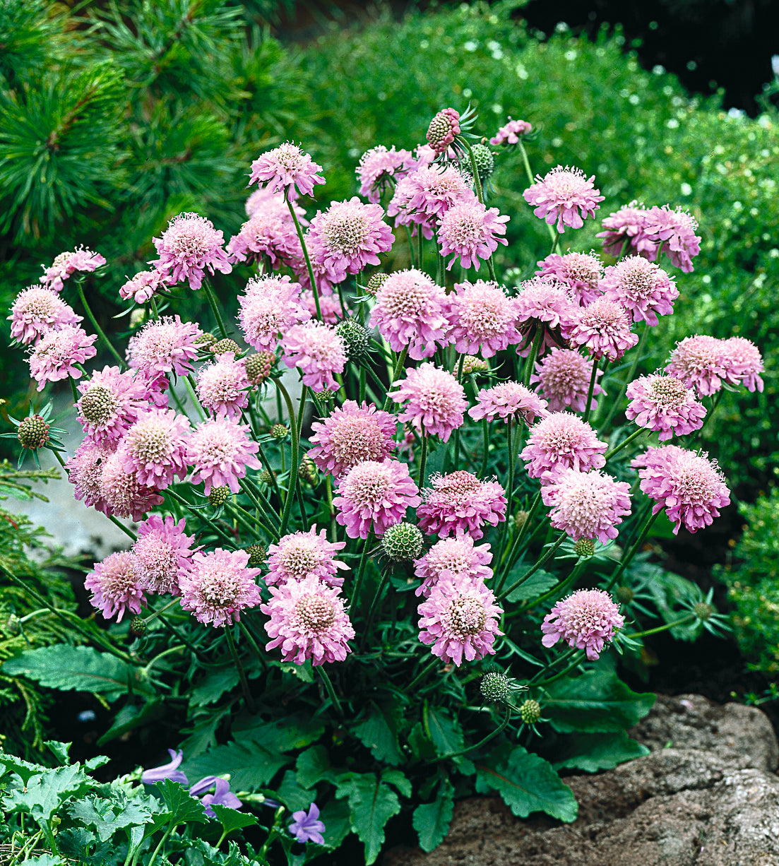 Japanintörmäkukka 'Pink Diamonds' 6 kpl