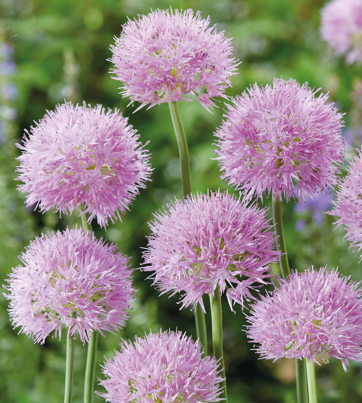 5 kpl Laukka ’Rosy Dream’
