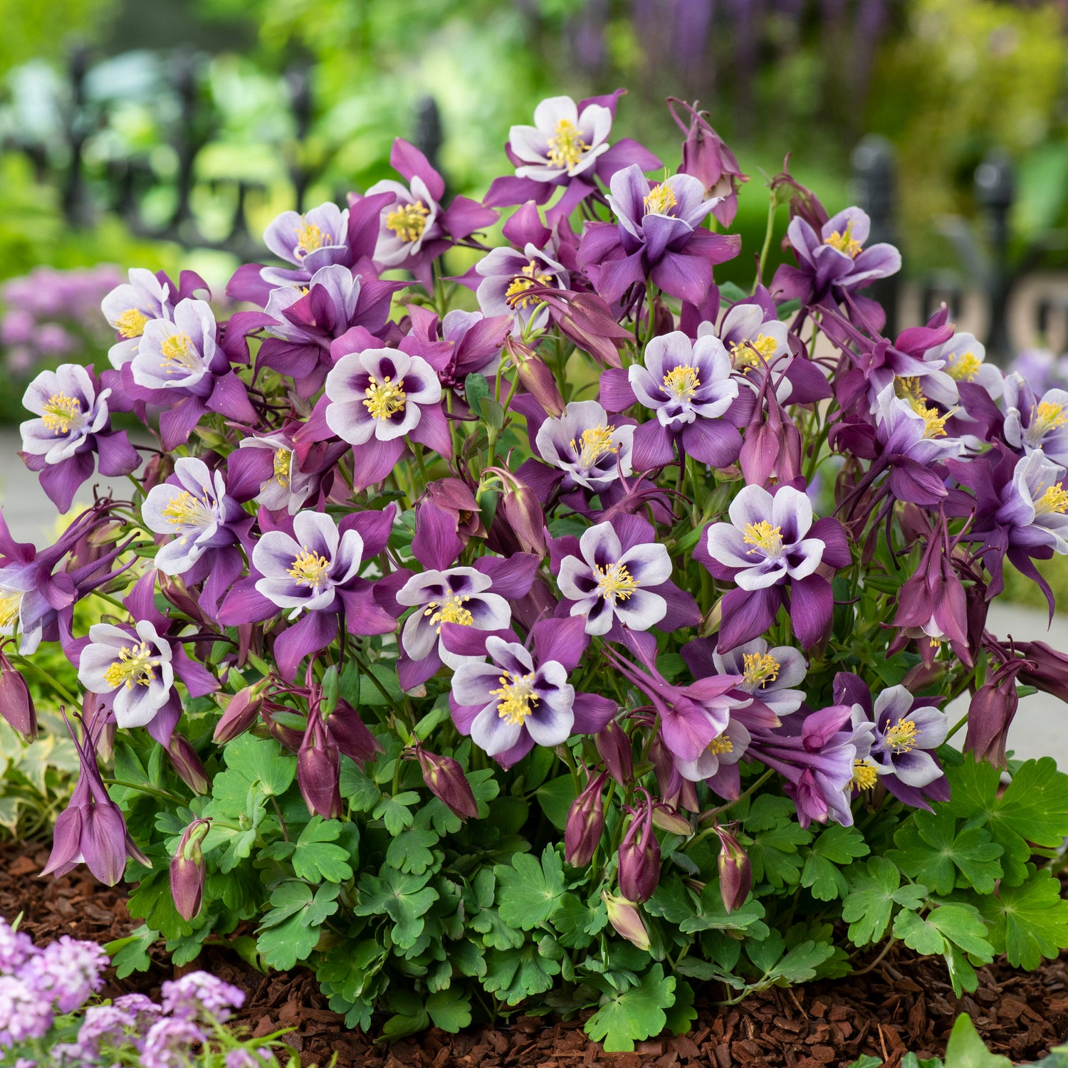 6 kpl Akileija ’Earlybird Purple White'