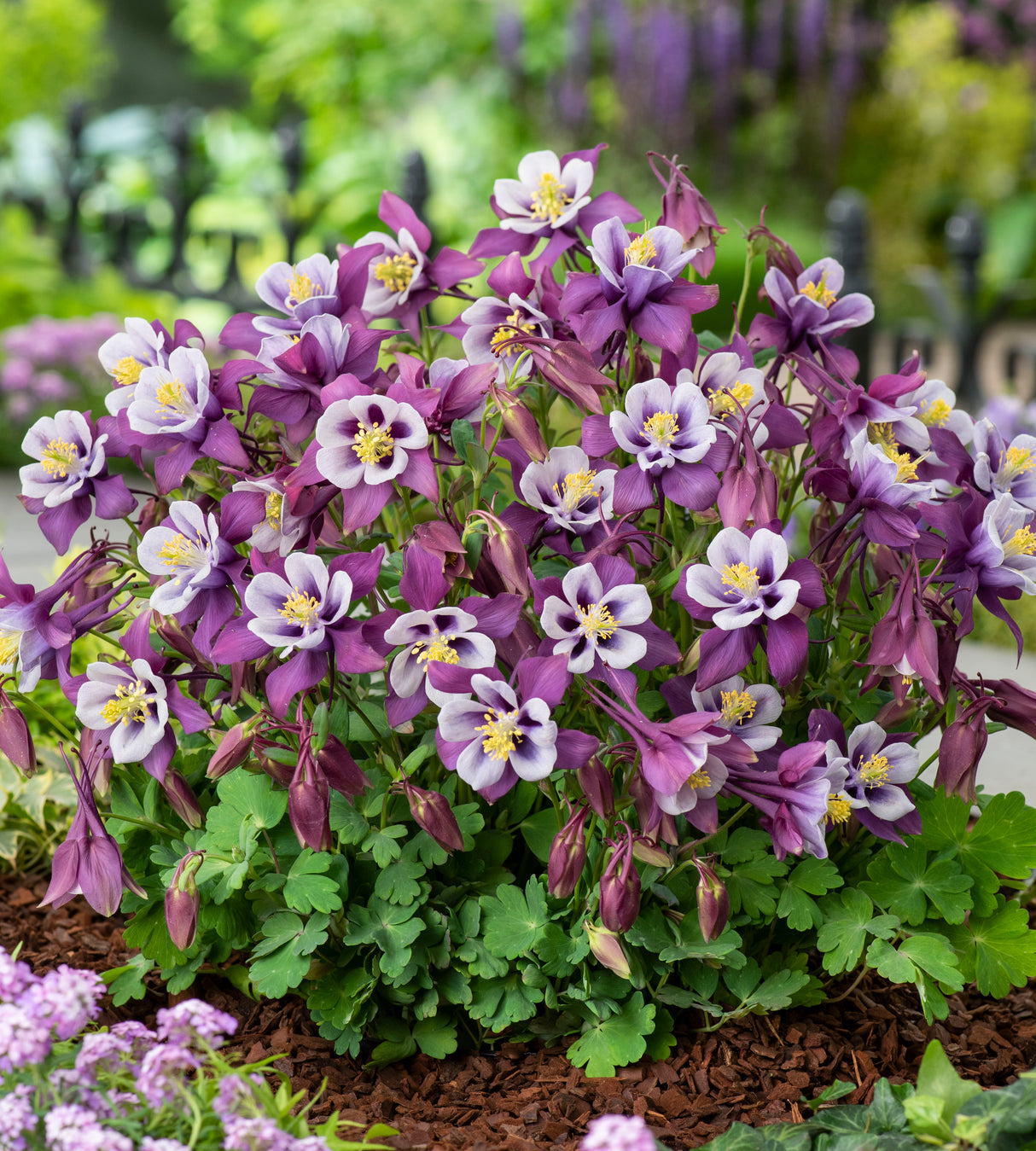 6 kpl Akileija ’Earlybird Purple White'