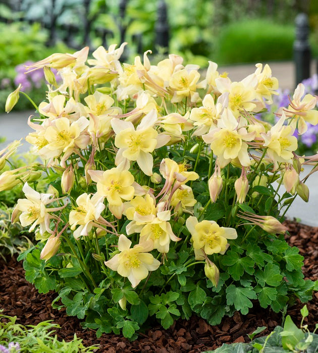 6 kpl Akileija ’Earlybird Yellow'