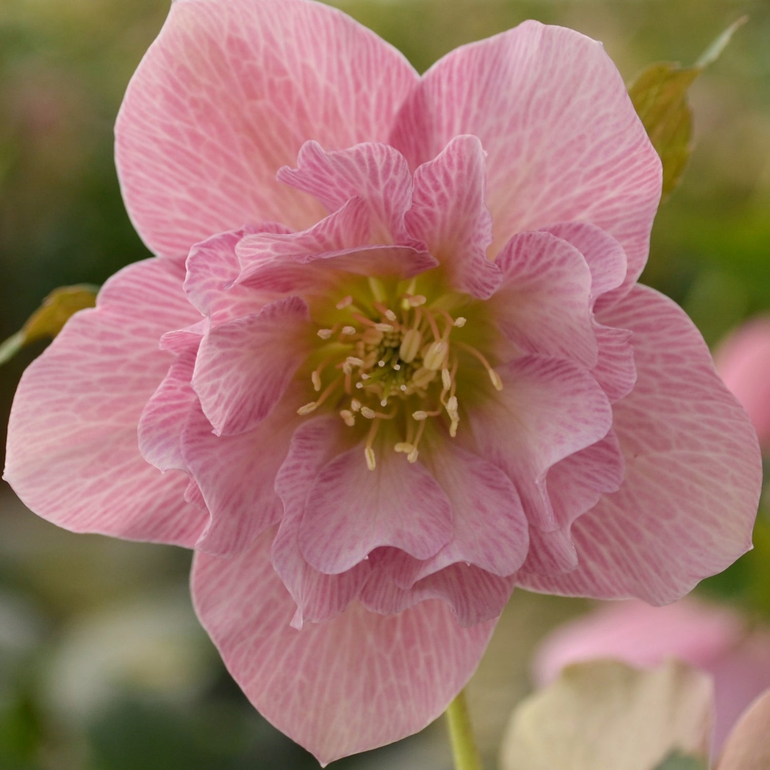 3 kpl Jouluruusu 'Double Pink'