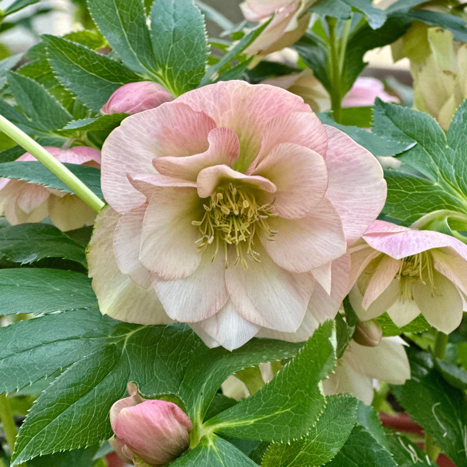 Jouluruusu 'Double Apricot' 3 kpl