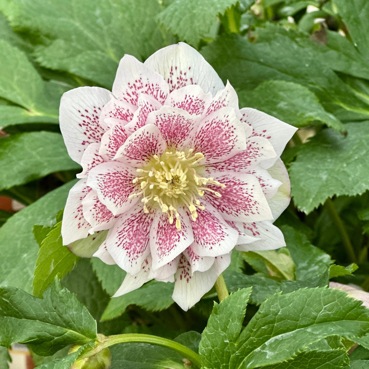 Jouluruusu 'Double Pink Spotted' 3 kpl