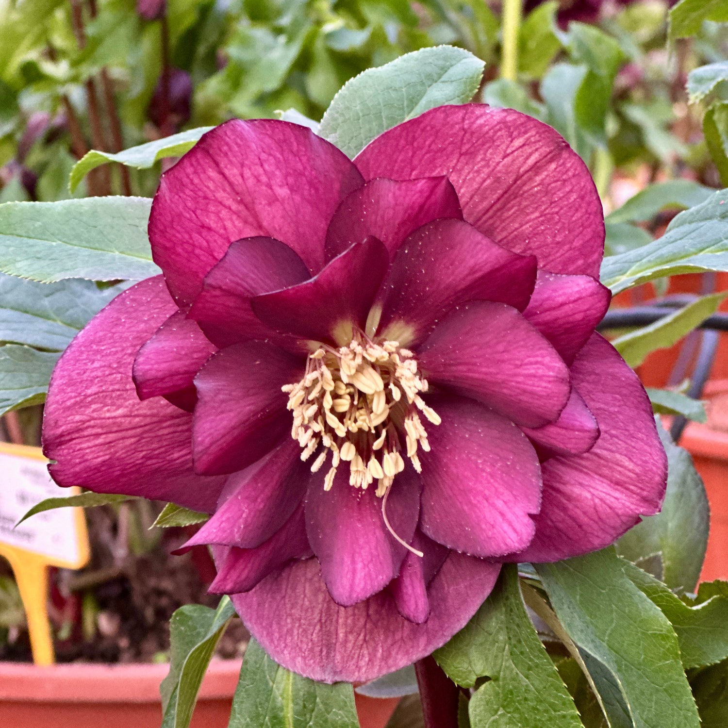 Jouluruusu 'Double Red' 3 kpl