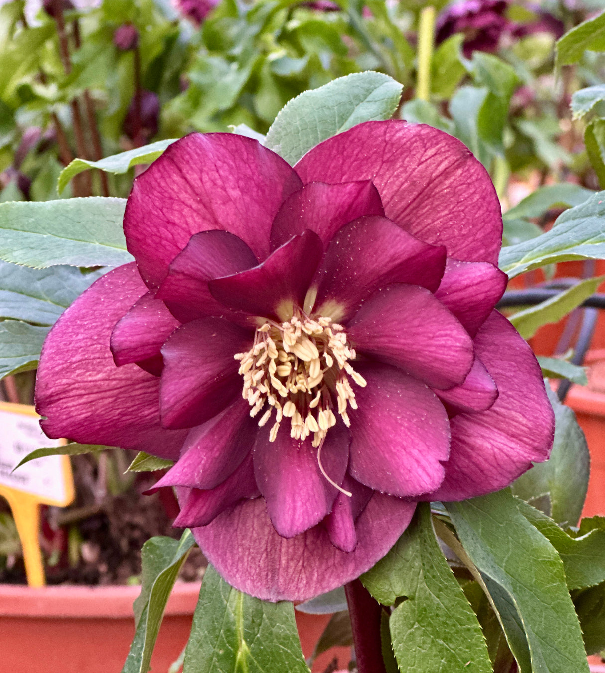 Jouluruusu 'Double Red' 3 kpl