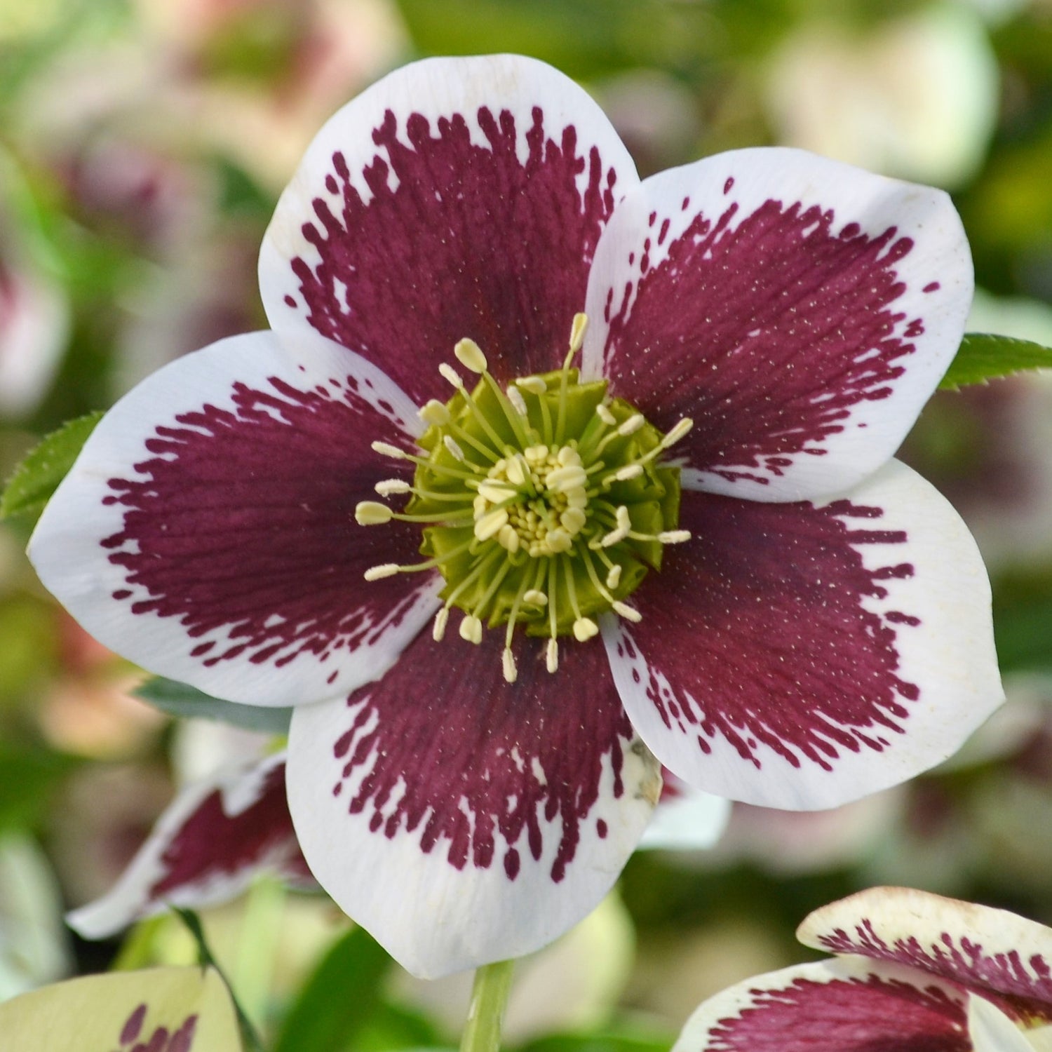 3 kpl Jouluruusu 'White-Red Blotched'