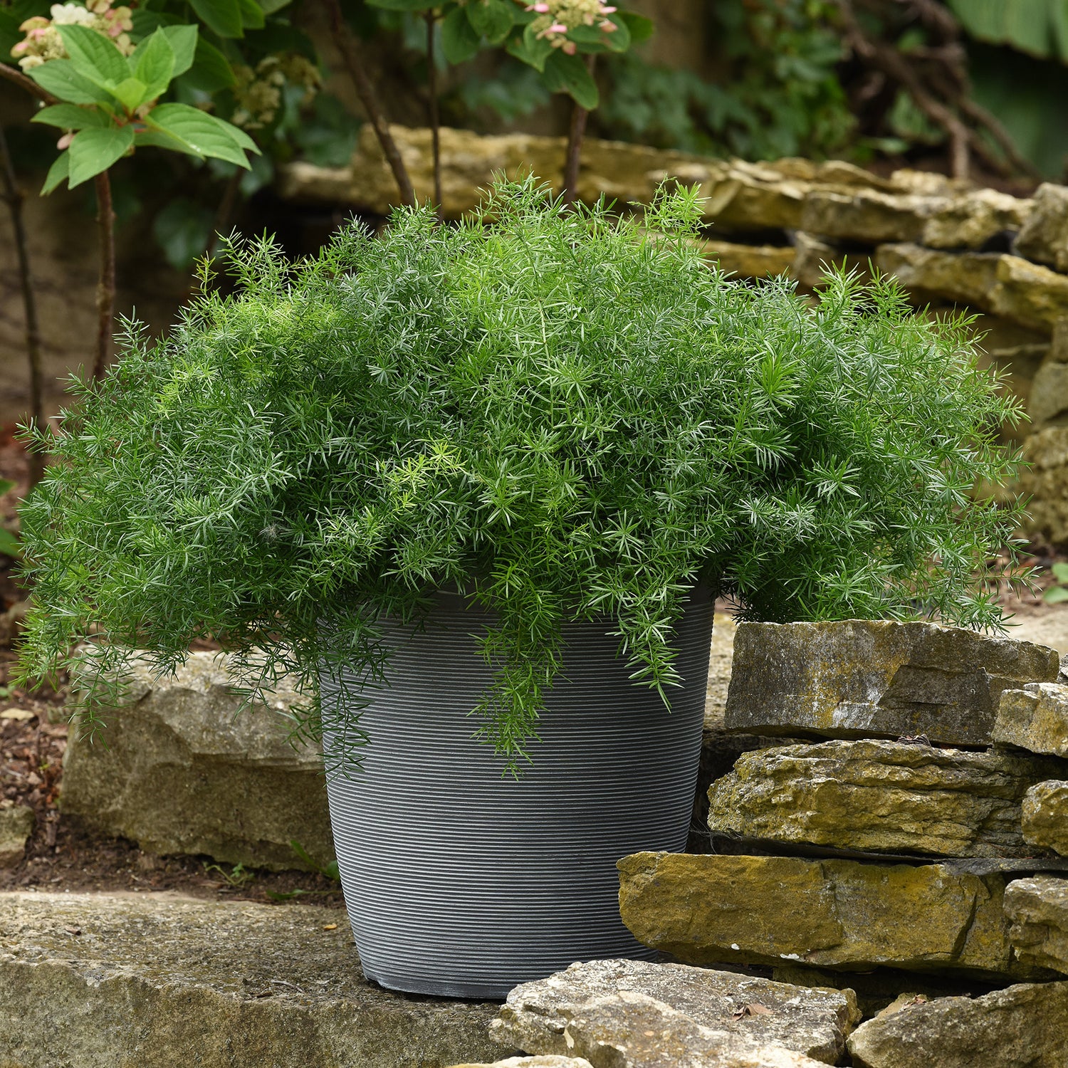 3 kpl Hienohelma 'FuzzyFern Frizz'