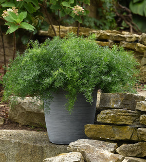 3 kpl Hienohelma 'FuzzyFern Frizz'