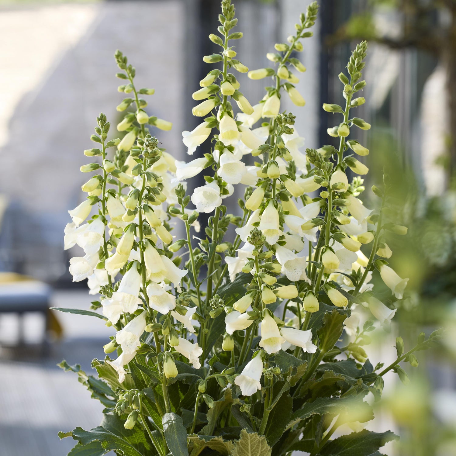 Sormustinkukka ’Hanabee White' 5 kpl