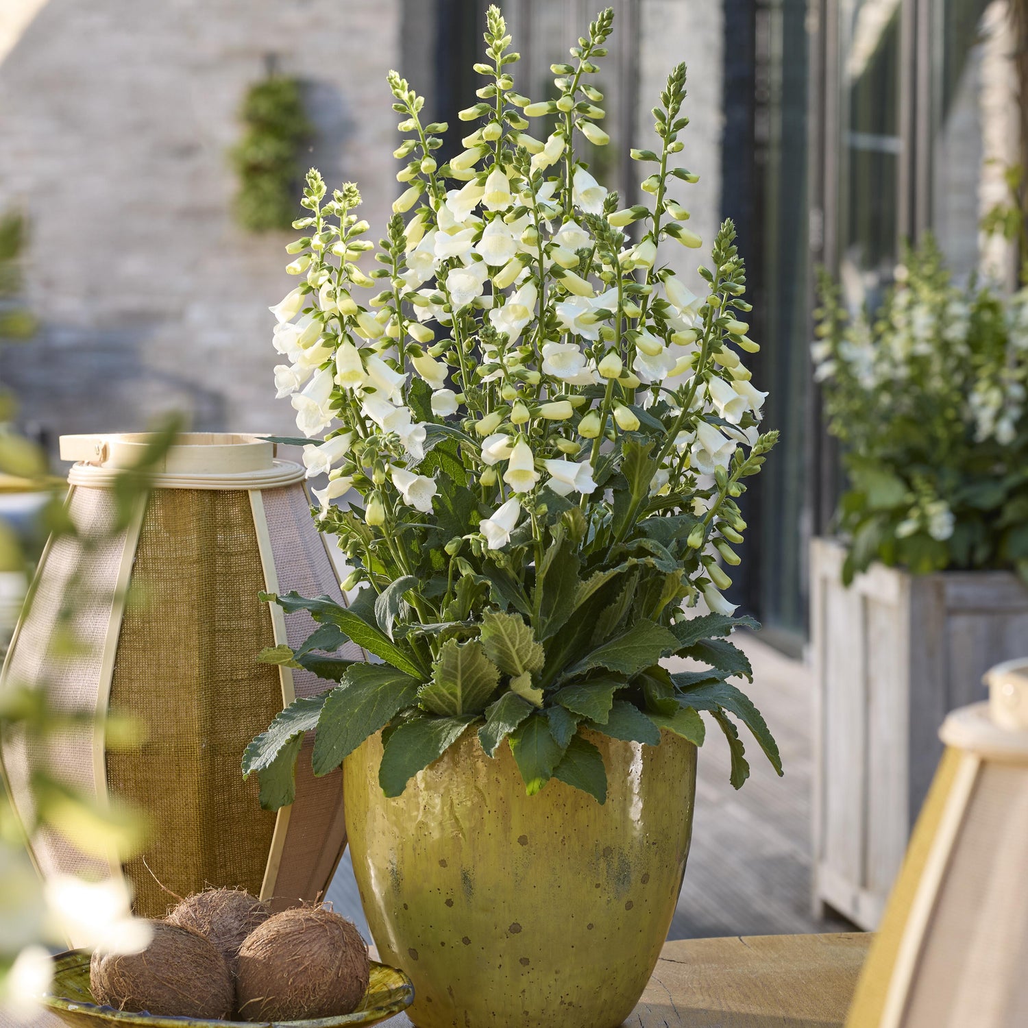 Sormustinkukka ’Hanabee White' 5 kpl