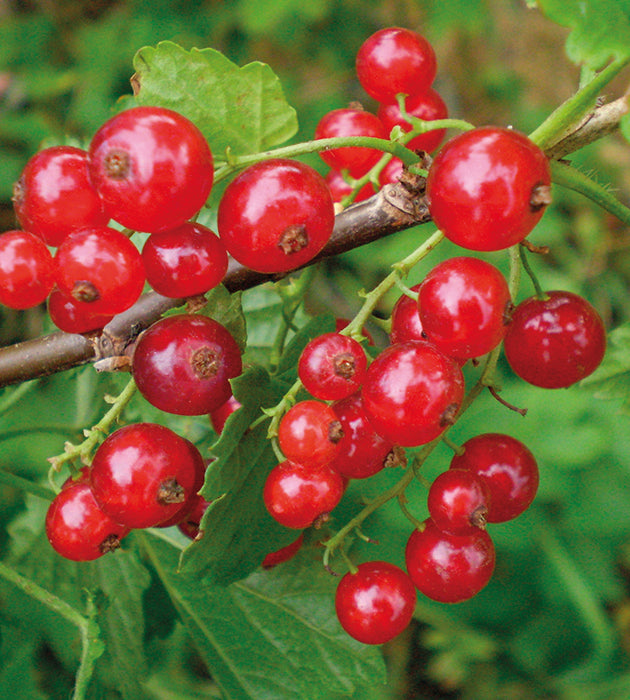1 kpl Punaherukka ’Rovada'