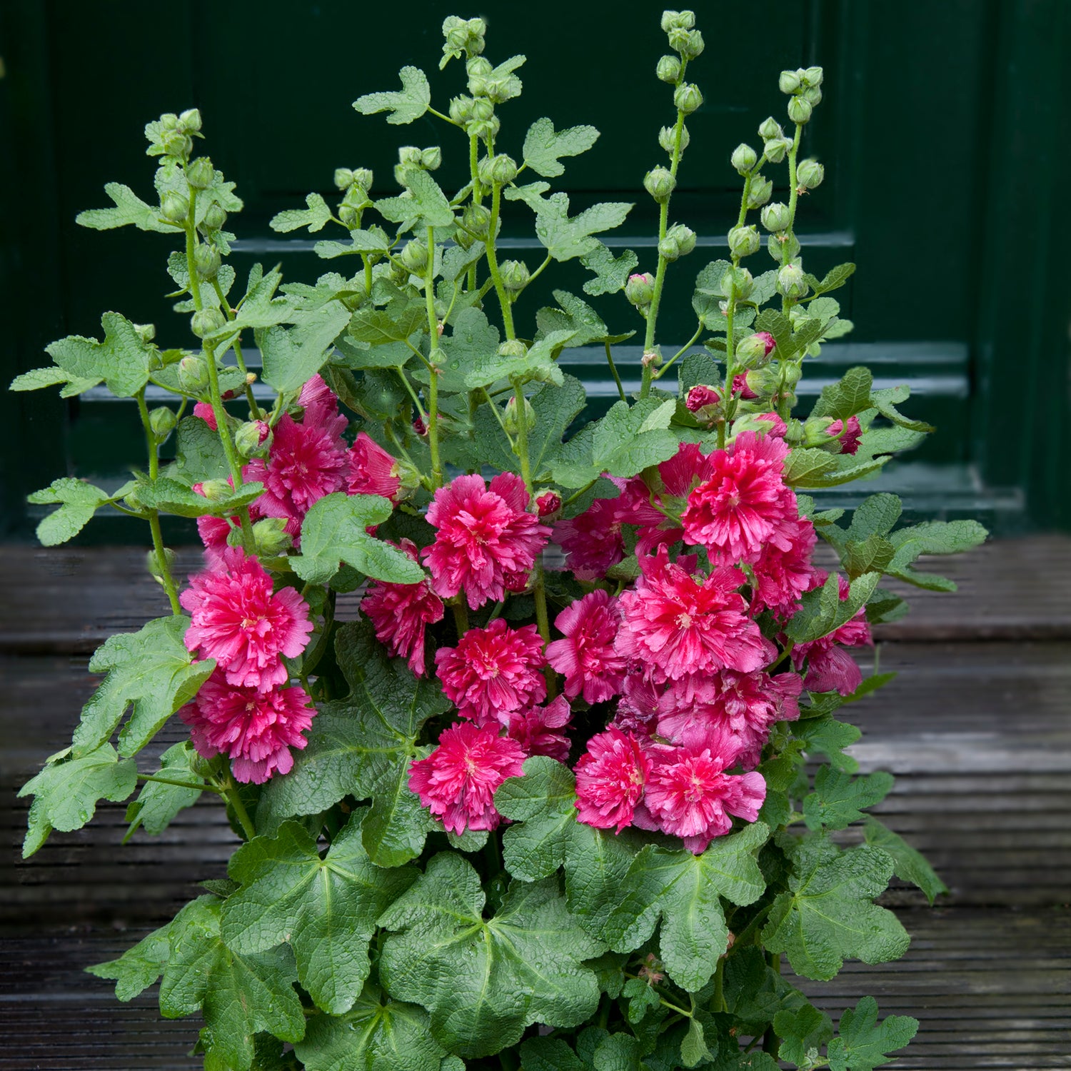 5 kpl Salkoruusu ’Carmine Rose'