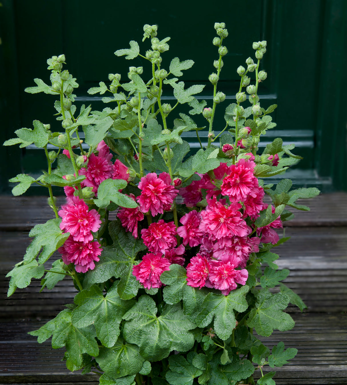 5 kpl Salkoruusu ’Carmine Rose'