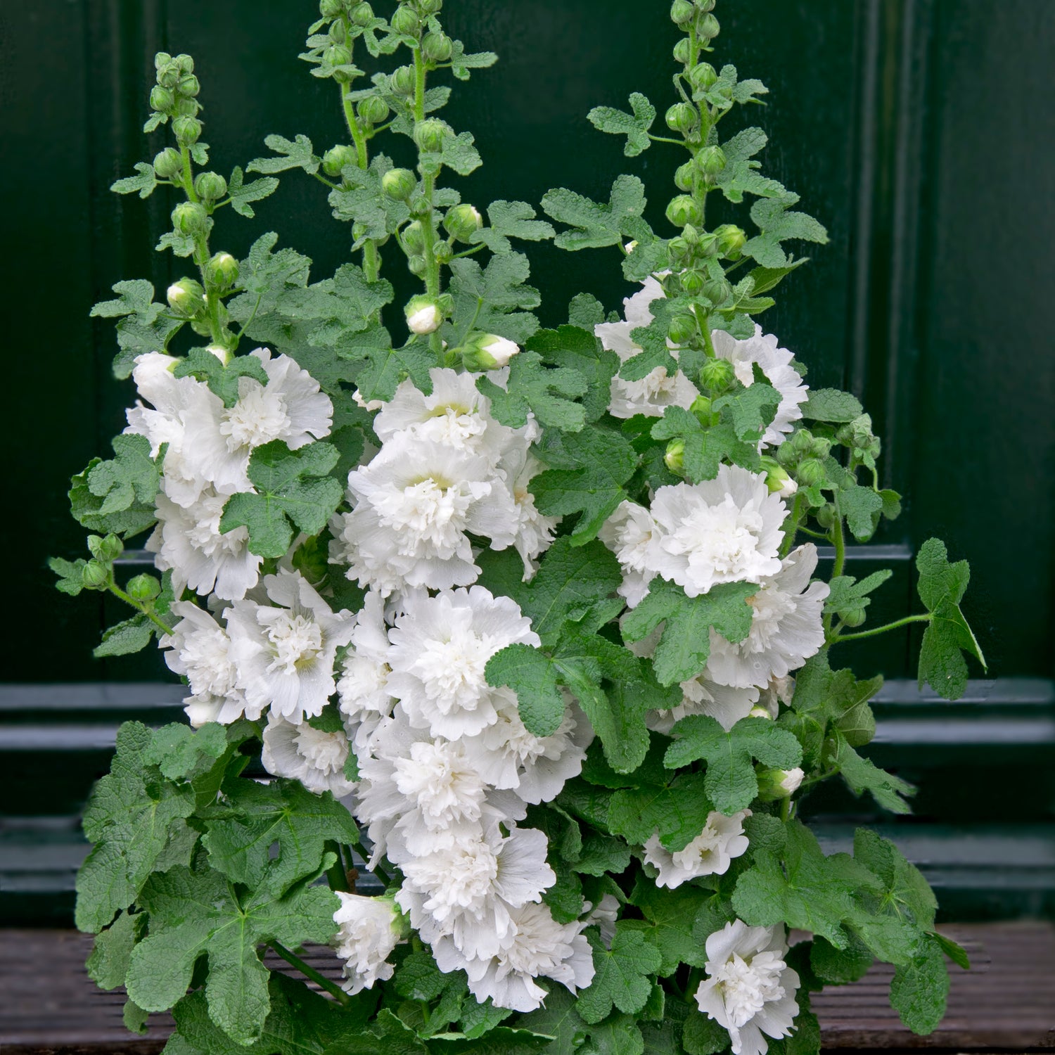 5 kpl Salkoruusu ’White'