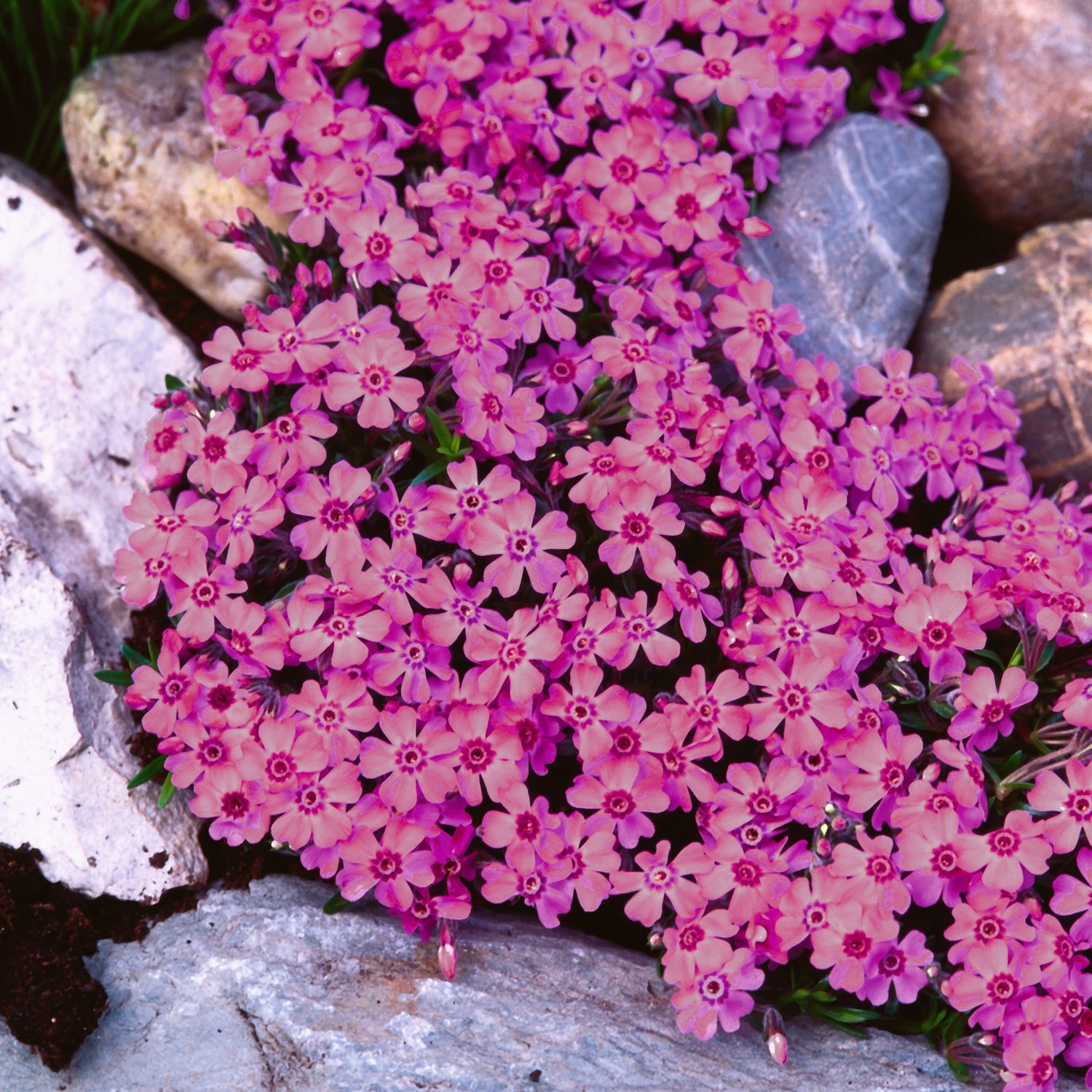 3 kpl Sammalleimu 'Zwergenteppich'