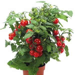 Patiotomaatti lajitelma 4 kpl (2+2)