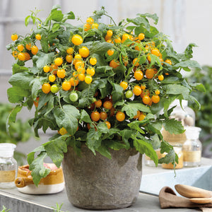 Patiotomaatti lajitelma 4 kpl (2+2)