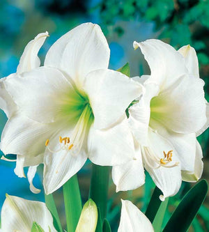 3 kpl Amaryllis Christmas Gift