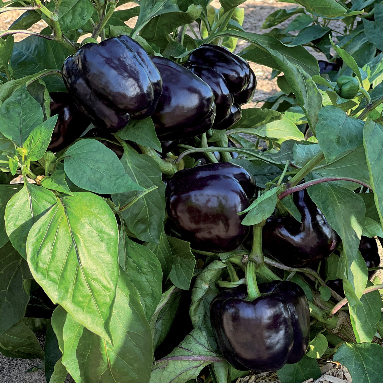 Paprika 'Bellania' 4 kpl