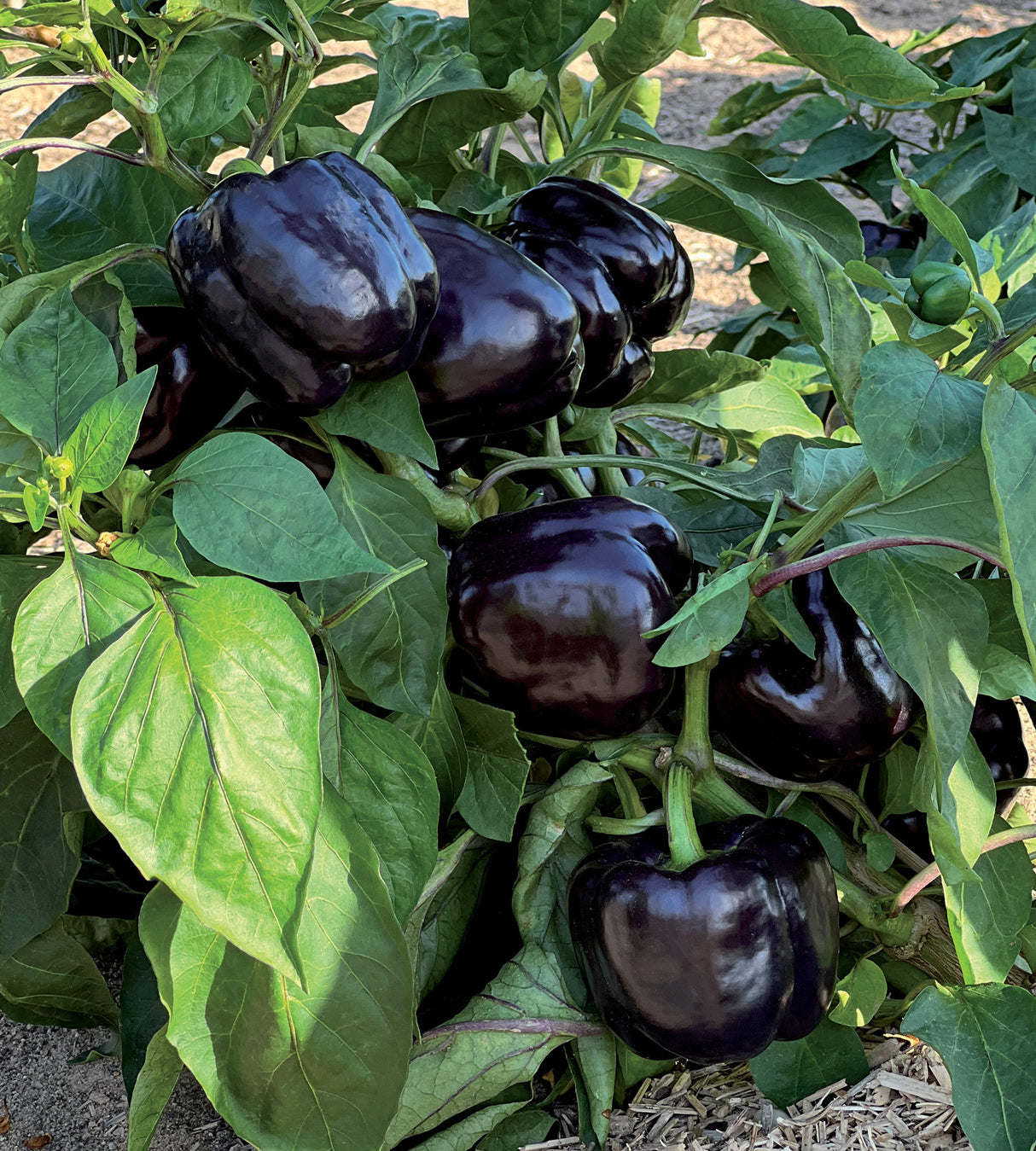 Paprika 'Bellania' 4 kpl