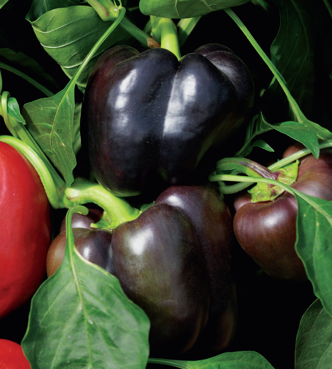 Paprika 'Bellania' 4 kpl