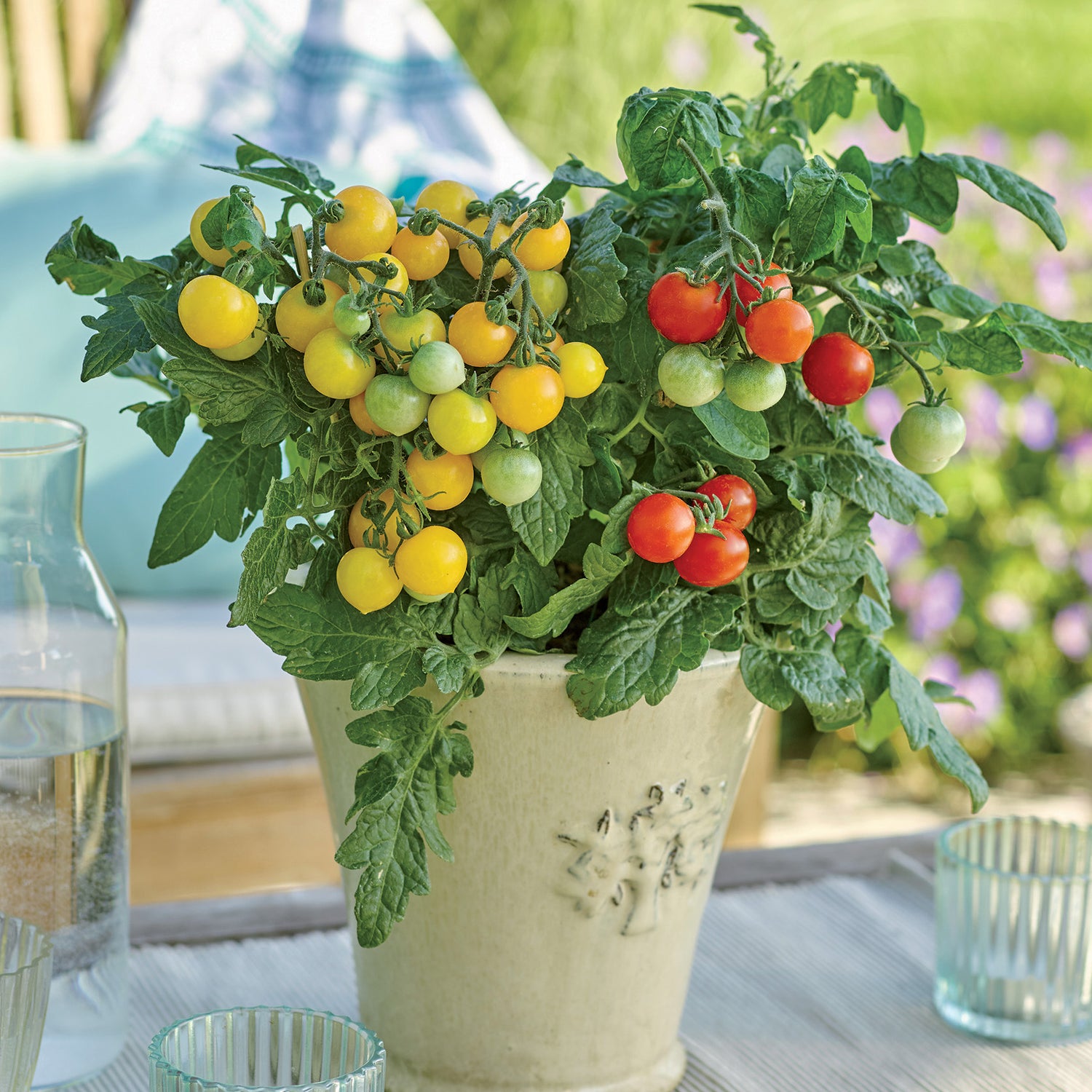 Patiotomaatti lajitelma 4 kpl (2+2)